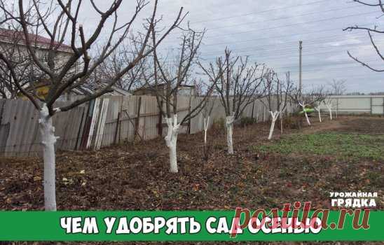 Чем удобрять сад осенью      
Для каждого растения своя подкормка. 
Чтобы деревья и кустарники хорошо перезимовали, осенью их надо 
хорошенько накормить. А поскольку требования у всех растений разные, для
каждого придется составлять отдельное меню. 
Яблони и груши 
Их нужно подкормить сразу после уборки урожая: 1,5 стакана суперфосфата и 
1 стакан сульфата калия. 
Вишня и черешня 
Эти деревца полезно удобрить в сентябре: 1 стакан суперфосфата и 3 ст. ложки сульфата калия. 
Смородина 
Этот к