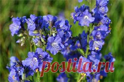 Сибирская сенега - Здоровье, Красота - Сборник - Познавательный -журнал "Умеха - мир самоделок"