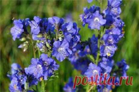 Сибирская сенега - Здоровье, Красота - Сборник - Познавательный -журнал &quot;Умеха - мир самоделок&quot;