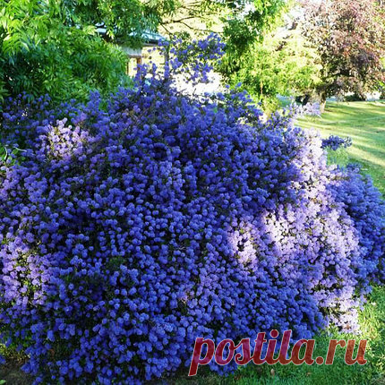 Цеанотус / Ceanothus 'Blue Mound', (Р9): продажа, цена в Харьковской области. Саженцы декоративных деревьев и кустарников от 
