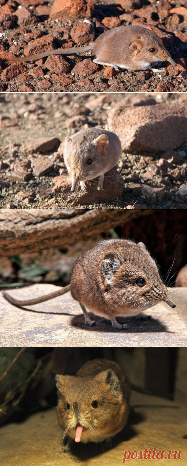 ДЛЯ ВСЕХ И ОБО ВСЕМ - Круглоухие прыгунчики
