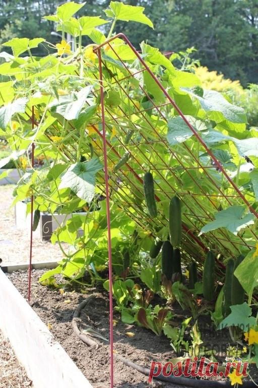 Отличная идея для выращивания огурцов.