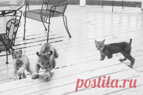 К жителю Аляски «пришел в гости» целый выводок рысей