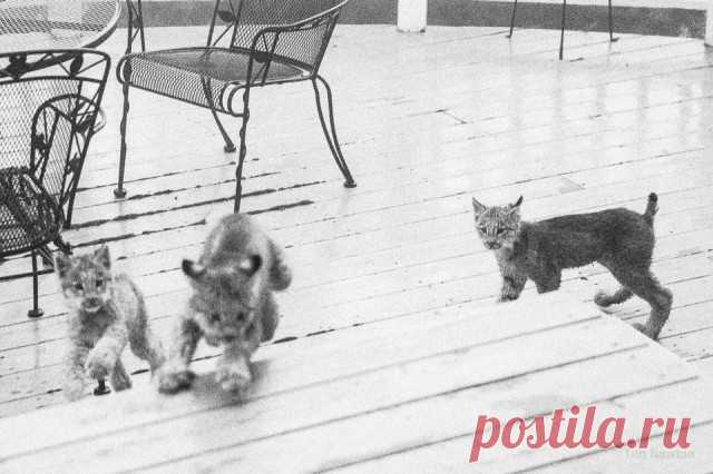 К жителю Аляски «пришел в гости» целый выводок рысей