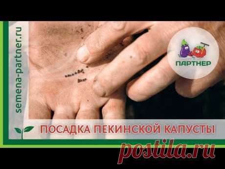 СЕЕМ ПЕКИНСКУЮ КАПУСТУ И РАСКРЫВАЕМ СЕКРЕТЫ ВЫРАЩИВАНИЯ