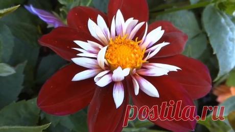 Цветы и музыка только для вас