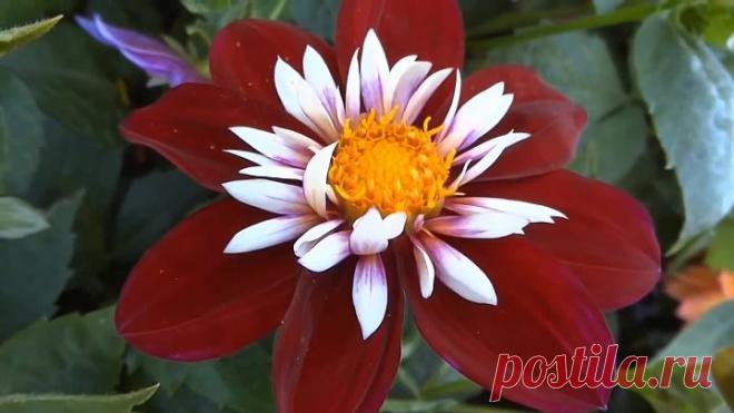 Цветы и музыка только для вас