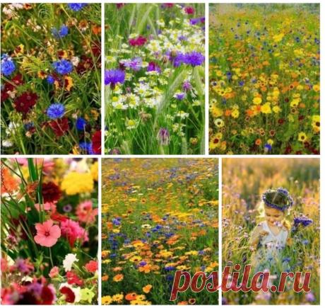 КАКОЙ СЕГОДНЯ ПРАЗДНИК? 14 Августа 2019 г. – Среда • Праздник воспалённого воображения • День выгула черепахи • Начало Успенского поста • Всемирный день ящерицы (World Lizard Day) • День подразделения по борьбе с преступлениями в сфере информационных технологий (Управление «К») МВД РФ День фруктового мороженого (National Creamsicle Day) - США • День памяти защитников Отечества - Абхазия • День рождения португальской корриды • День инженера - Доминикана • День скаутов - Индонезия • День…