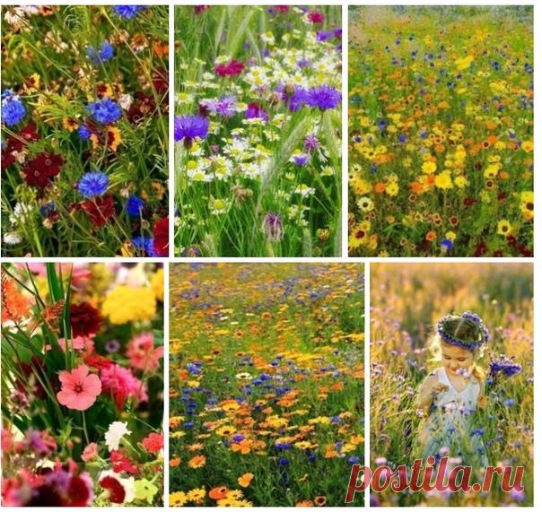 КАКОЙ СЕГОДНЯ ПРАЗДНИК? 14 Августа 2019 г. – Среда • Праздник воспалённого воображения • День выгула черепахи • Начало Успенского поста • Всемирный день ящерицы (World Lizard Day) • День подразделения по борьбе с преступлениями в сфере информационных технологий (Управление «К») МВД РФ День фруктового мороженого (National Creamsicle Day) - США • День памяти защитников Отечества - Абхазия • День рождения португальской корриды • День инженера - Доминикана • День скаутов - Индонезия • День…