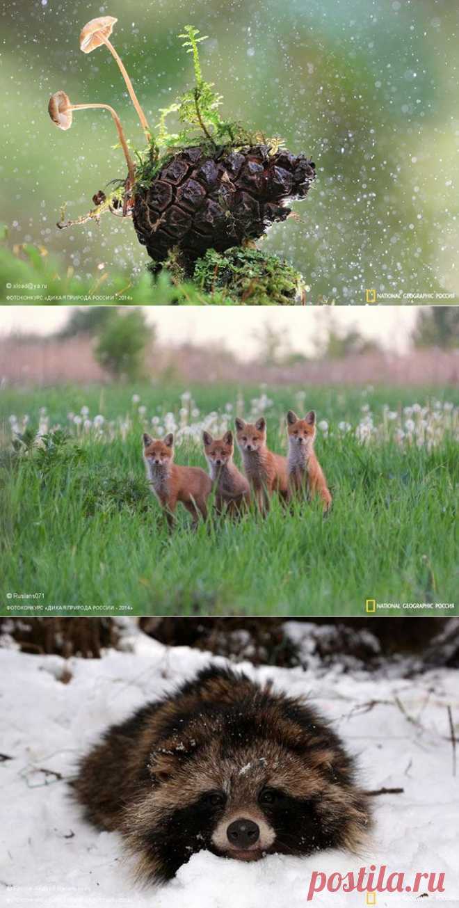 Лучшие фотографии дикой природы России / Всё самое лучшее из интернета
