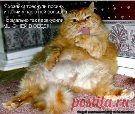 Животные - приколисты
