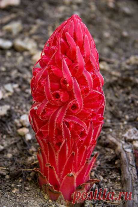 ✯ Snowplant (Sarcodes sanguinea)