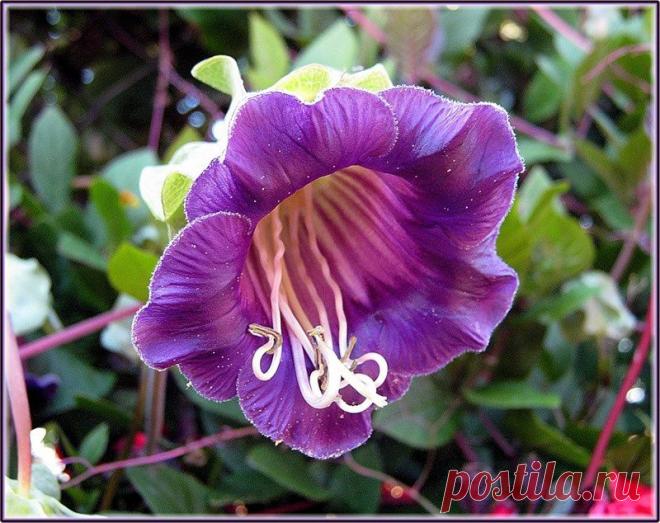 Кобея: выращиваем и ухаживаем. Виды кобеи.