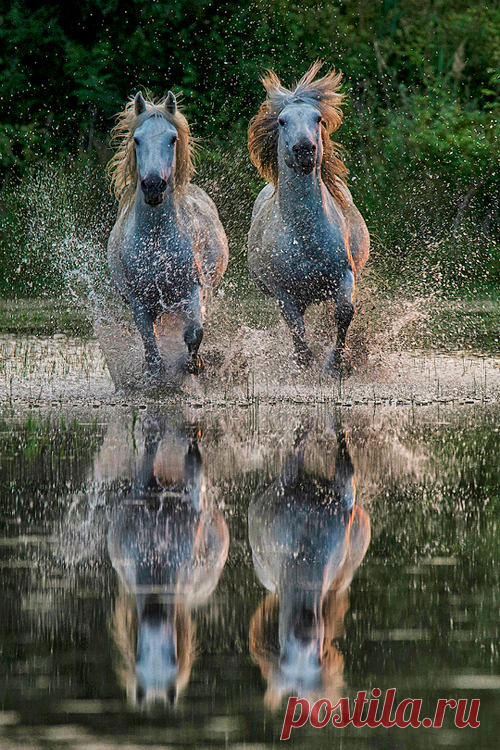 morningglory on imgfave
