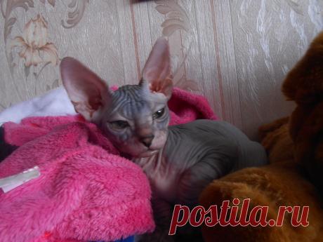 КОТЯТА НА ПРОДАЖУ 12000Р