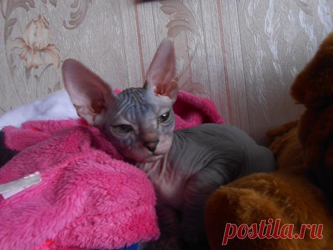 КОТЯТА НА ПРОДАЖУ 12000Р