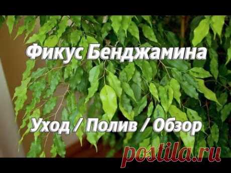 Фикус Бенжамина в комнатных условиях. Уход, полив, обзор. How to deal with Ficus