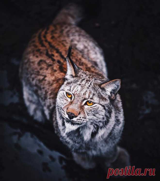 Люблю кошек, особенно диких.