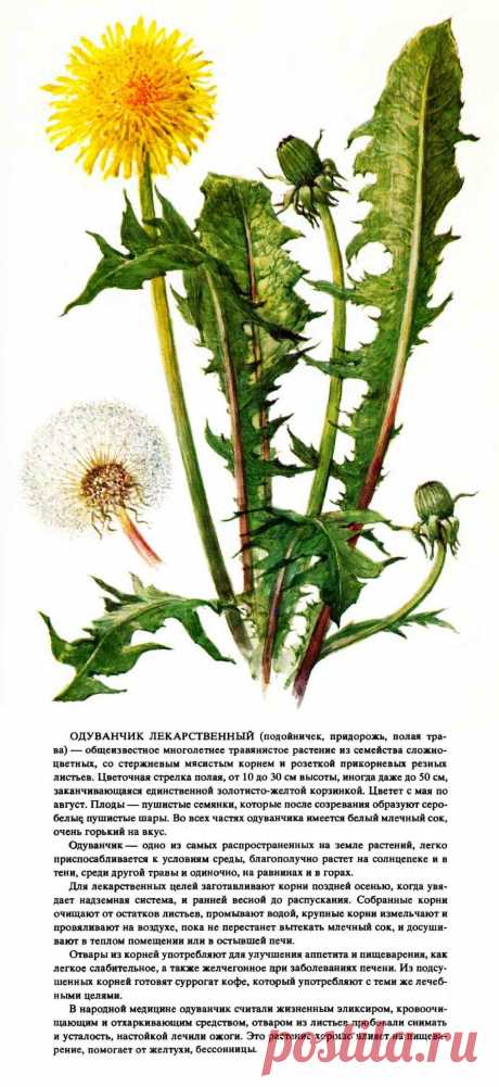 Одуванчик лекарственный