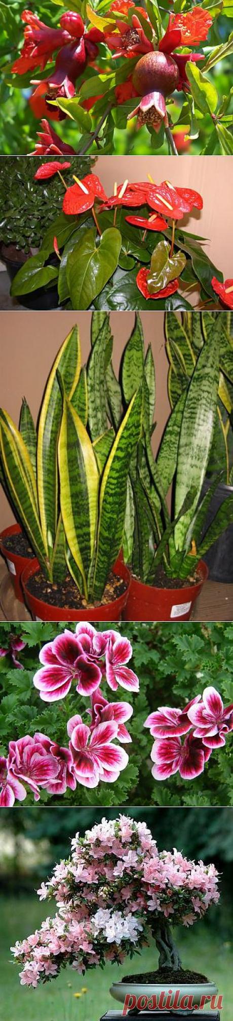 Экзотика на подоконнике. Подборка 2.