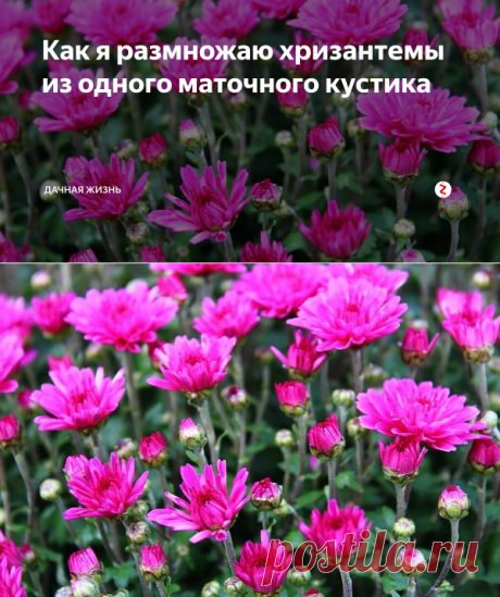 Как я размножаю хризантемы из одного маточного кустика | Дачная жизнь | Яндекс Дзен