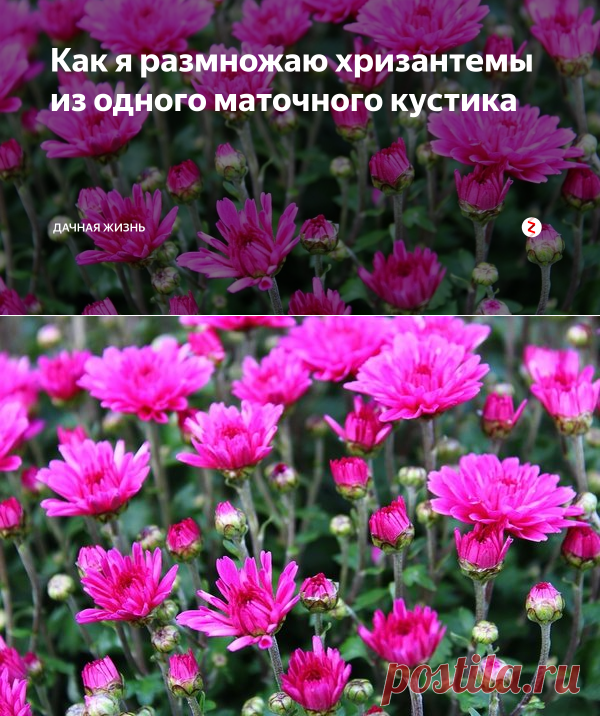 Как я размножаю хризантемы из одного маточного кустика | Дачная жизнь | Яндекс Дзен