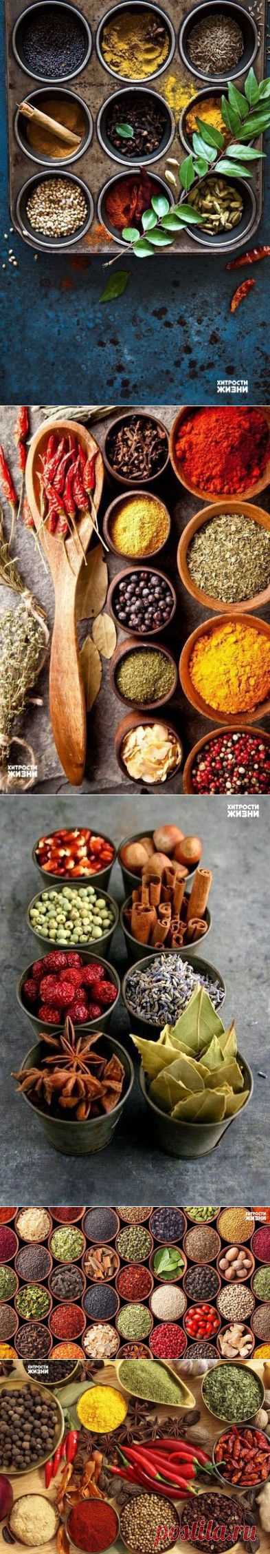 путеводитель по специям