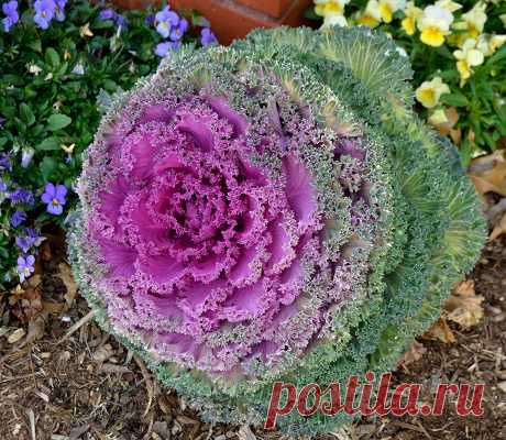 Amazon.com : Seeds Edible Cabbage Decorative Kale Ornamental Fringed Beatiful Annual Flower Ukraine : Garden & Outdoor