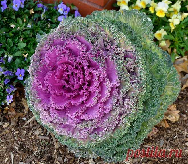 Amazon.com : Seeds Edible Cabbage Decorative Kale Ornamental Fringed Beatiful Annual Flower Ukraine : Garden & Outdoor