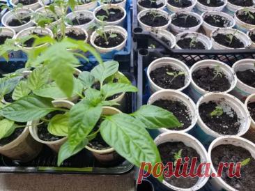 Когда пикировать перец: правило «золотой середины» для нежных корней. Перец — одна из тех культур, которые не прощают спешки. Стоит поторопиться с пикировкой, и рассада начинает болеть и тормозить рост.