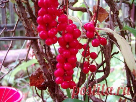 Фото Нэши. Альбом Деревья, плоды, ягоды, грибы - 515 фото. Фотографии Ольга Дудина.