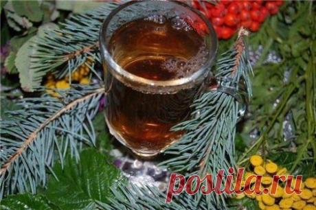 Польза хвойного чая - Здоровье - Чай