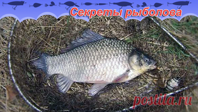 Простая и рабочая прикормка на карася, леща и всю белую рыбу. | Блоги о даче и огороде, рецептах, красоте и правильном питании, рыбалке, ремонте и интерьере
