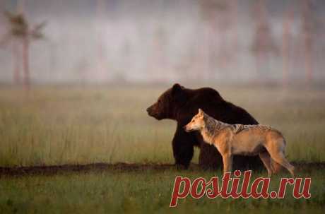 Суровая дружба бурого медведя и волчицы, в которую сложно поверить