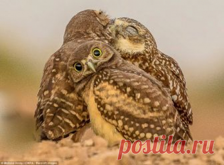 ТОП 20 финалистов конкурса комедийной фотографии дикой природы