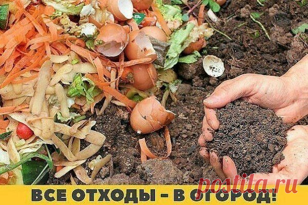 Все больше дачников отдают предпочтение экологическому земледелию. На своих шести сотках они практически не используют химикатов: только натуральное. Откуда берут? С собственного стола. Остатки хлеба, луковая и чесночная шелуха, яичная скорлупа, картофельные очистки, апельсиновые корки, спитый чай и кофейная гуща, рыбьи кости, банановая кожура, соль и остатки варенья.