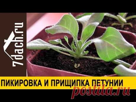 Выращивание петунии: пикировка и прищипка - 7 дач