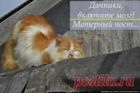 Забытые игрушки