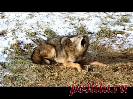 Спасение диких животных попавших в ловушку. Часть 6