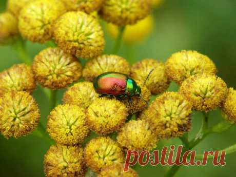 Автор фото: Виталий Арийцев. | postila.ru/post/category/shopping