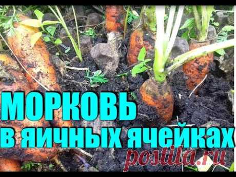 Посадка моркови. Выращиваем морковь в ячейках!!!БЕЗ ХЛОПОТ