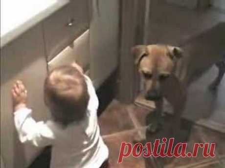 Dog and Baby-girl - YouTube
