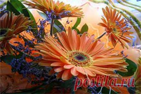 Гербера уход в домашних условиях