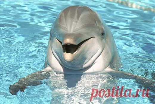 Дельфины, косатки, мозг дельфина, дельфины-белобочки, афалины, дельфины короткоголовые