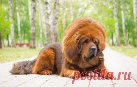 Тибетский мастиф