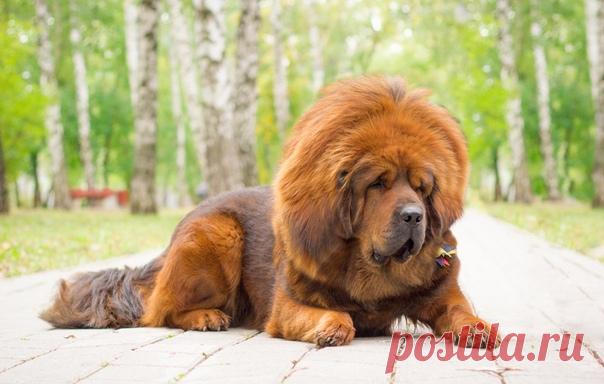 Тибетский мастиф