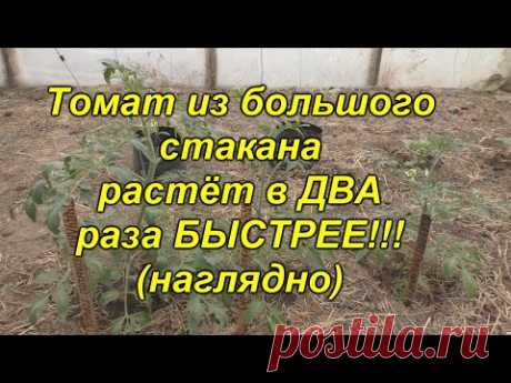 Это стоит увидеть - томат из большого стакана растёт в ДВА(!!!) раза быстрее!
