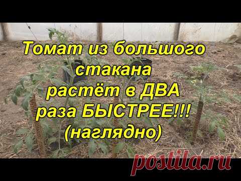 Это стоит увидеть - томат из большого стакана растёт в ДВА(!!!) раза быстрее!