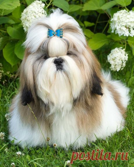Ши-тцу | БратьяМеньшие | Яндекс Дзен