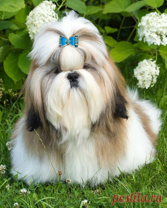 Ши-тцу | БратьяМеньшие | Яндекс Дзен
